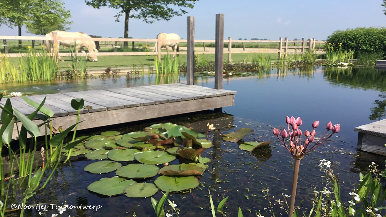 Water in de tuin? Een zwemvijver natuurlijk! Tuinontwerpervinden.nl TOG