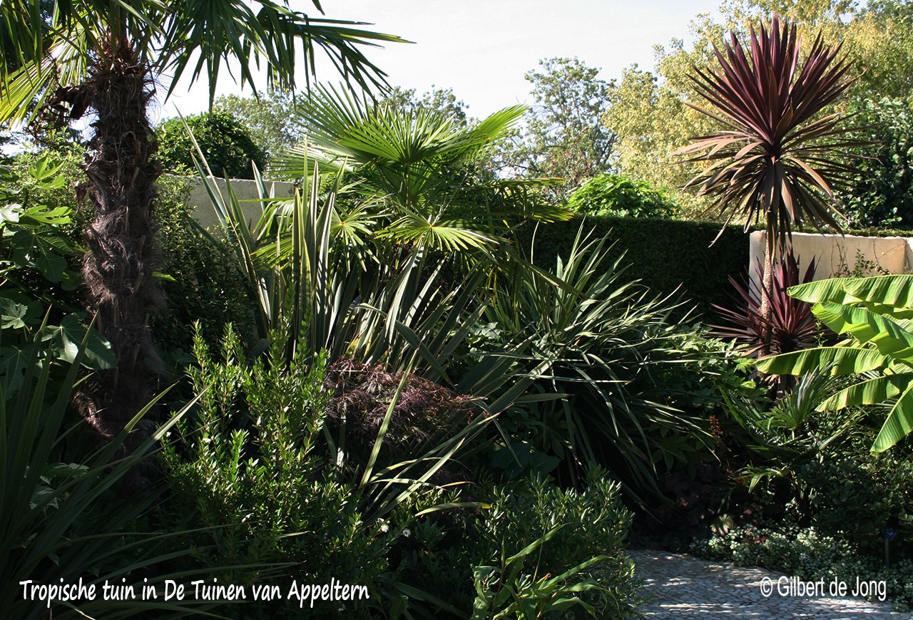 29 Tropische Tuin Ideeen