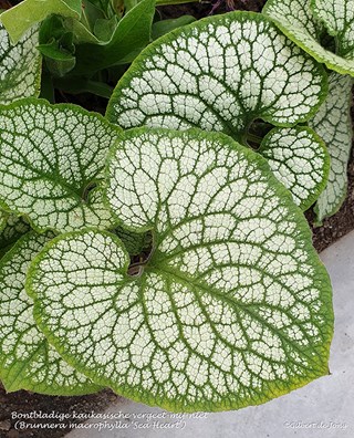 Brunnera_macrophylla _Sea_Heart'2